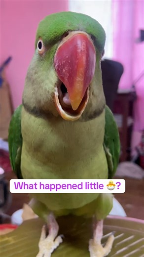 Coco the Talking Nepali Parrot's Fun Moments