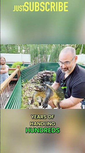 Most Aggressive Snapping Turtle EVER?! Meet Atlas! #shorts