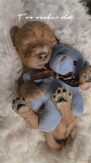 American Cockapoo babies 💕two weeks old💕 #cockapoo #cockapoopuppies #puppiesoffacebook #puppylove