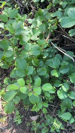 Rubus ellipticus