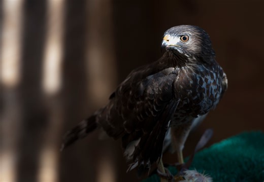 Broad-winged hawks migration 2025: Where to see these raptors in September | Lehigh Valley Nature Watch