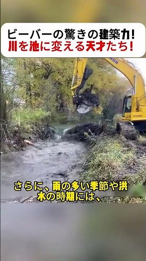 ビーバーの驚きの建築力！川を池に変える天才たち！ #ビーバー #自然観察 #ダム #生態系 #動物