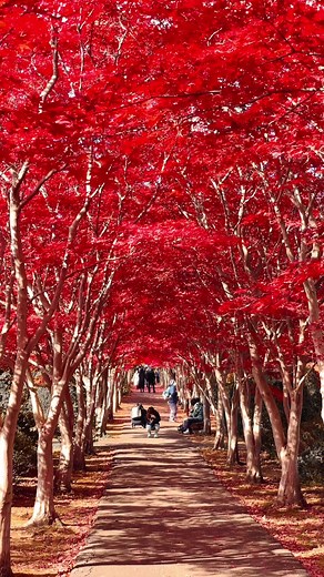 北海道の紅葉景色と美しい秋の風景