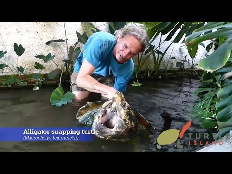 Two incredible freshwater turtle titans