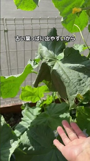 Let's take measures against powdery mildew!