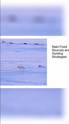 Arctic Fox: Survival Secrets in the Frozen World #shorts, a preview of what's next