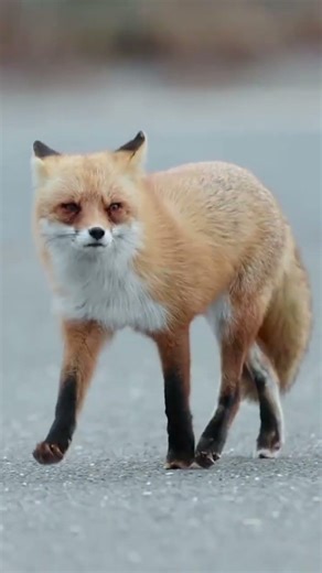 Golden Eagle Attacks a Fox… It Didn't See This Coming