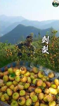 Harvesting Chinese Cili Fruit and Making a Delicious Traditional Pickle