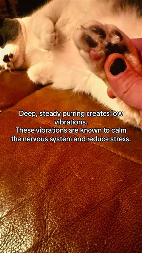 Ever notice your cat suddenly getting clingy, sleepy, or acting “off” when you’re stressed?