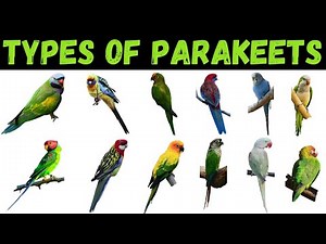 Types Of Parakeets | Parakeet | Parakeets For Kids #parakeet #education