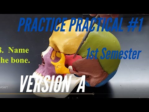 A&P PRACTICE PRACTICAL: 1st Semester Practice Practical #1 Version A