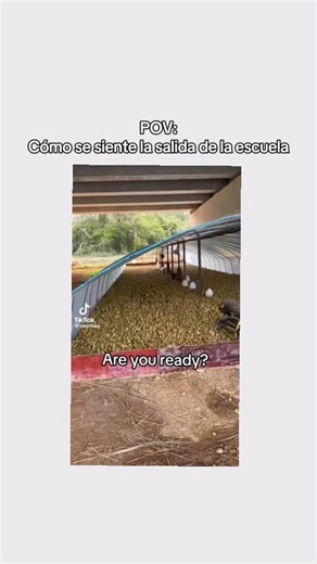 Videos de Link_edits (@link_edit8) con “sonido original - Link_edits”