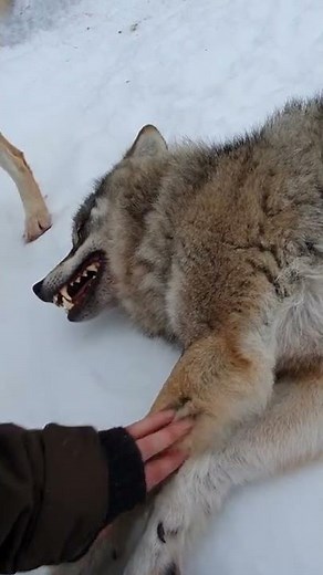 Just me, petting a wolf 😁🐺❤