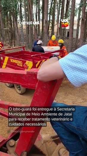 Bombeiros salvam lobo-guará com pata machucada em área rural em Goiás