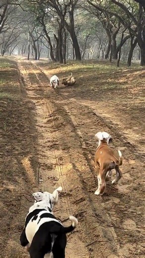 pakistani bully bully kutta bully dog