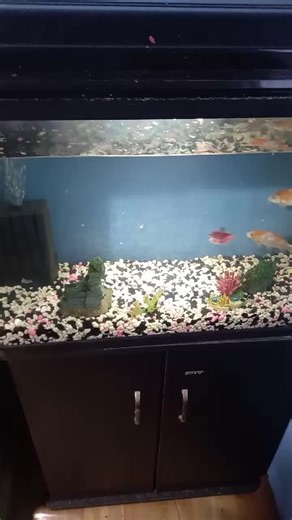 BIGGIE-SMALL on TikTok