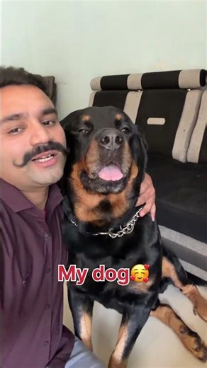 Other dogs vs my dog 🚨 #rottweilerthebruzzo9212 #rottweiler #dog #shorts