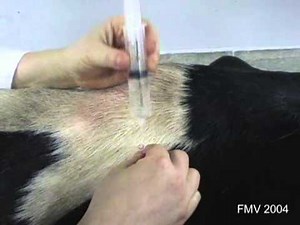 INJECTION INTRAMUSCULAIRE (encyclopédie vétérinaire)