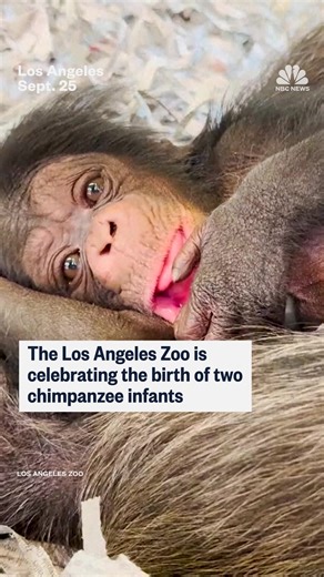 The Los Angeles Zoo celebrates the birth of two chimpanzees. | NBC News