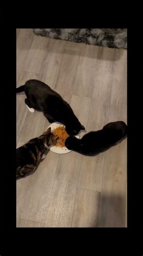 Oscar's 14th birthday party #cats