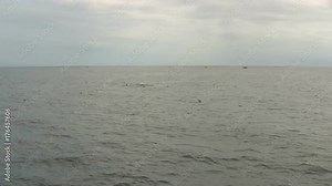 Humpback whale watching endangered species feeding surfacing spout breathing diving tail fins province-town p-town Cape Cod Massachusetts summer tourism attraction conservation