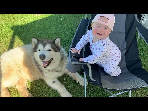 Van Life With Dogs | Come On Holiday With Us! (Mia's First Camping Trip)
