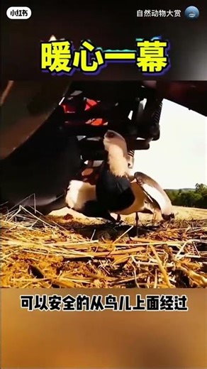 ssss#newchinesjungles