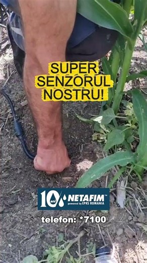 Oare ce instalăm noi în lanul de porumb?