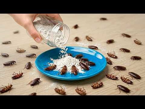 Kill Cockroaches Fast with Flour and Ginger – Simple & Effective! | Tracy Tips