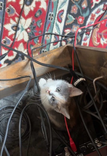 She changed my whole signal path smh #recording #recordingstudio #audioengineer #cat #fyp