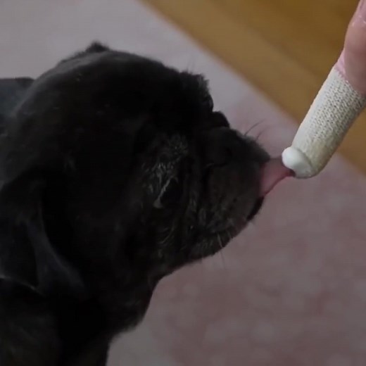 590K views · 16K reactions | I will miss you so much Maya  #reels #dog #pug #goodbye #missyou #maya #tbt | PewDiePie | Facebook