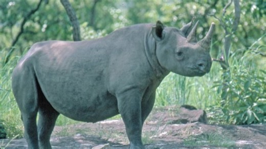 2011年被宣布灭绝的西非黑犀牛（Diceros bicornis longipes）的活体照片