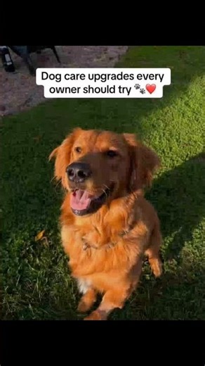Dog care upgrades every owner should try