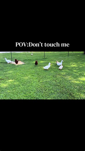 Donald is at it again chasing the ladies this morning! 😂#farmlife #ducksoftiktok #ducks #summertimefine #Donaldtheduck