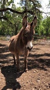 Oscar’s Place is a home for unwanted donkeys, many of whom have suffered abuse, neglect, or trauma. From the moment a donkey enters our gates, we promise to do everything in our power to keep them safe, happy, and healthy for the rest of their lives. 💙 Their days are spent in peaceful, wide open pastures surrounded by other donkeys and humans who love them. Want to be a hero for donkeys in need? Join Oscar’s Place Guardians to help these deserving animals heal: https://www.oscarsplace.org/guard