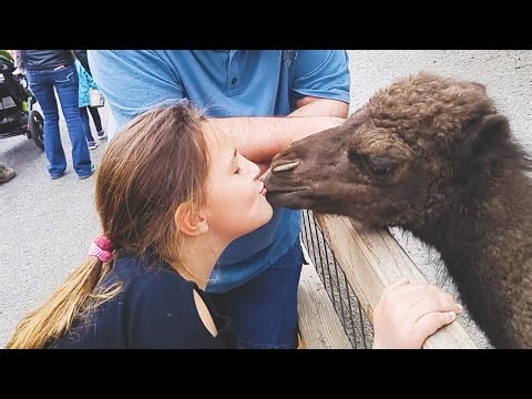 Awww😻 So Cute -- Cute Animals Making Love || PETASTIC 🐾