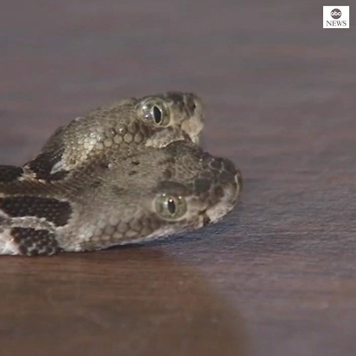 DOUBLE TROUBLE: Rare, newborn two-headed timber rattlesnake found in a New Jersey forest. https://abcn.ws/2zXk0Mi | ABC News