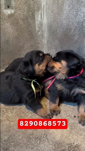 All Rottweiler German puppy