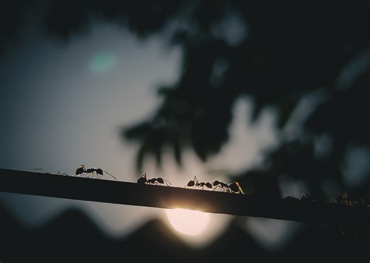 Simple Robots That Collectively Build and Excavate Are Inspired By Ants