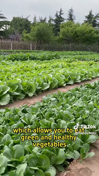 Natural Baking Soda Insecticide for Healthy Vegetables