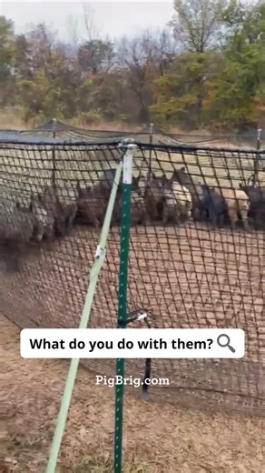 🐗 Well, it really depends on you and where you're trapping! In many states, it's against the law to release the animal alive from the trap. So, the next step is to humanely dispatch the animal. After that, it's up to you! Some folks like to process the meat for their own consumption. Others might choose alternative methods of disposal. Just remember, both state and federal regulations strictly prohibit the distribution of meat for consumption without proper inspection. Stay informed and happy t