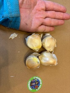 Elephant Garlic Cloves for Planting - Etsy