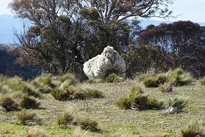 World record sheep fleece