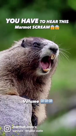 Screaming Groundhogs Compilation: Funny Woodchuck Videos