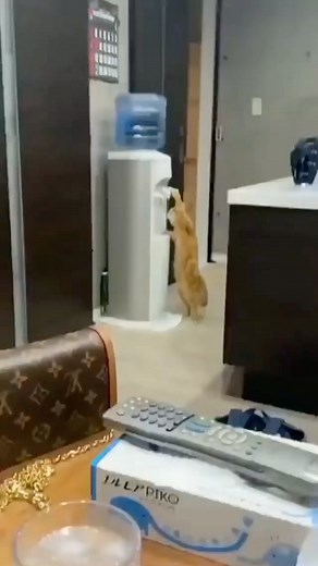 Happy Cats  | Adorable  if you use discord you can join my discord we talk a lot about cats, you can send pictures off your cats and you can... | Instagram