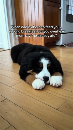 Funny Dog Reaction to Second Breakfast News