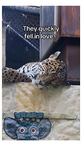 The Jaguar found in the water is rescued, but has nightmare nightmares until he falls in love #animals #wholesome | StoryTime