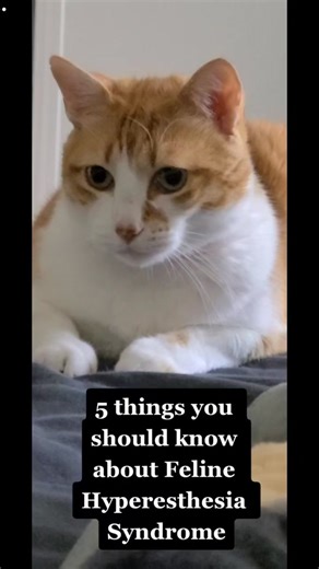 Understanding Feline Hyperesthesia Syndrome: Symptoms, Causes, and Treatment