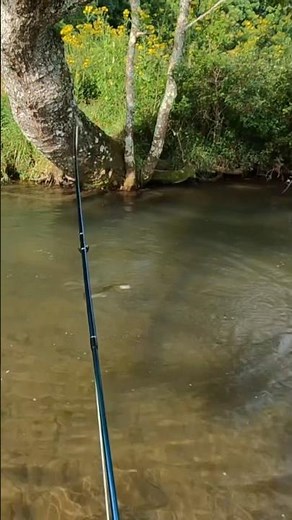 Trout can’t resist a woolly bugger!! #flyfishing