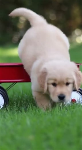 cute pupp riding a cart in the garden having the best day ever #puppy #gardenfun #cutepets